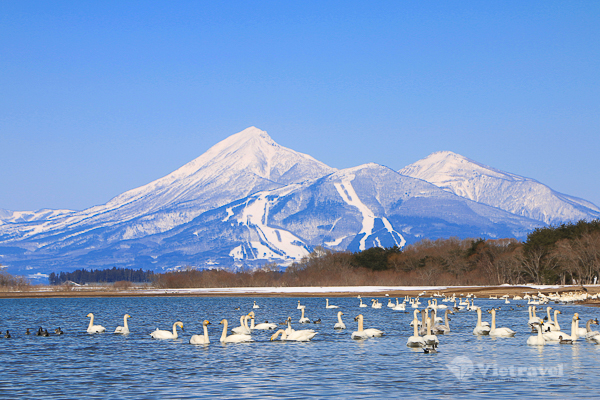 Nhật Bản: Fukushima - Tochigi - Tokyo - Núi Phú Sĩ - Ibaraki - Fukushima | Thuê bao nguyên chuyến | Tối Mùng 5 Tết